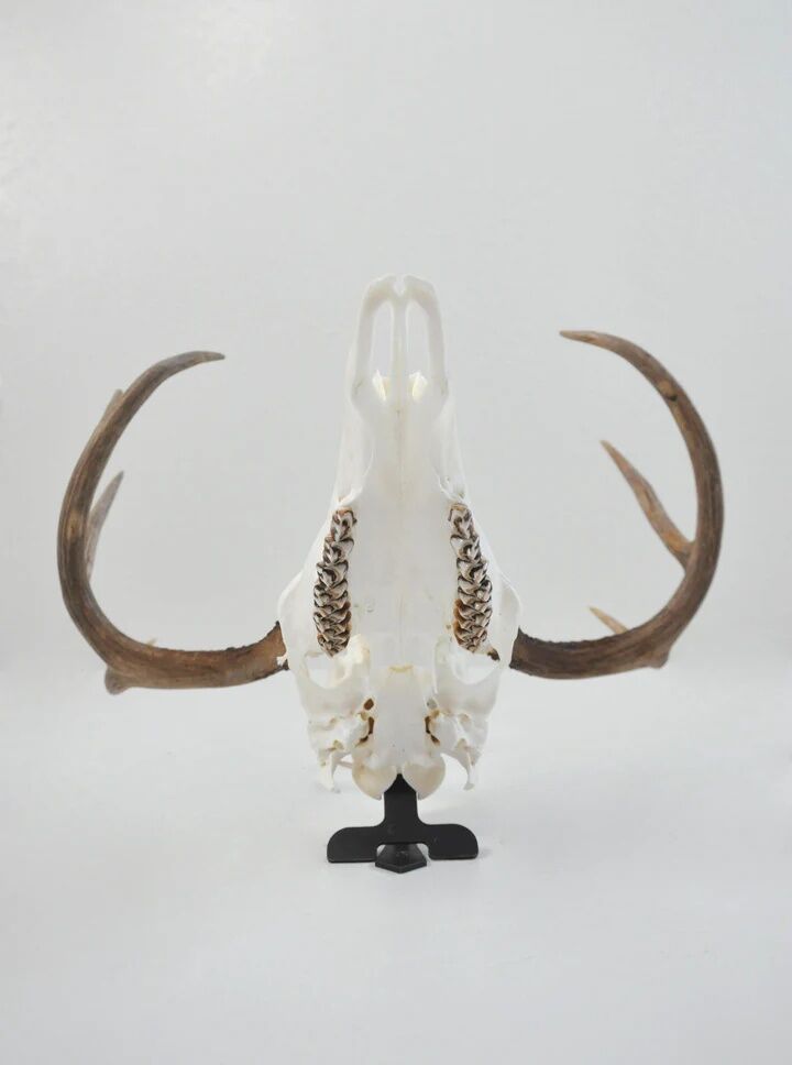 Dead On Display Angle Skull Mount Bracket Adapter