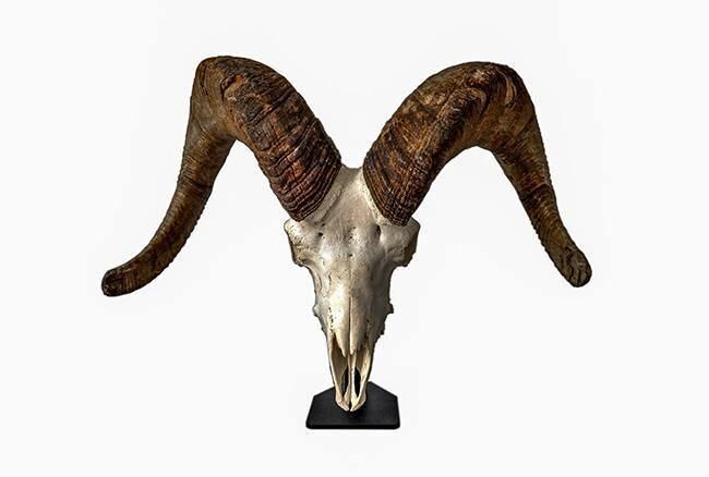 Dead On Display Desktop European Skull Mount Bracket