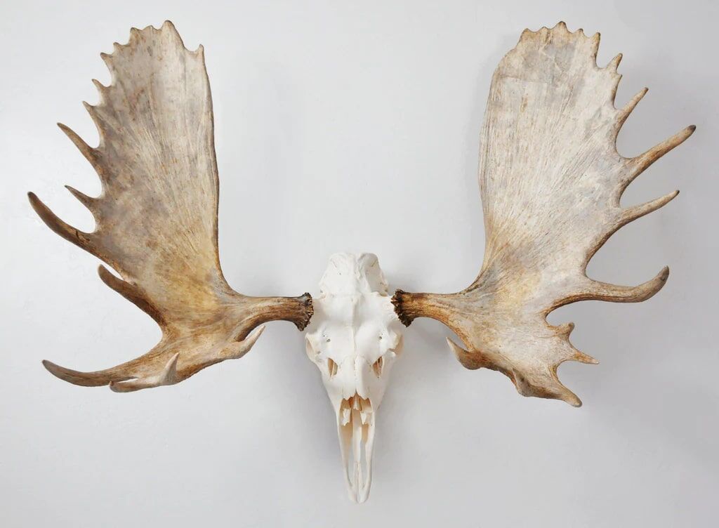 Dead On Display Large European Hanger Mount