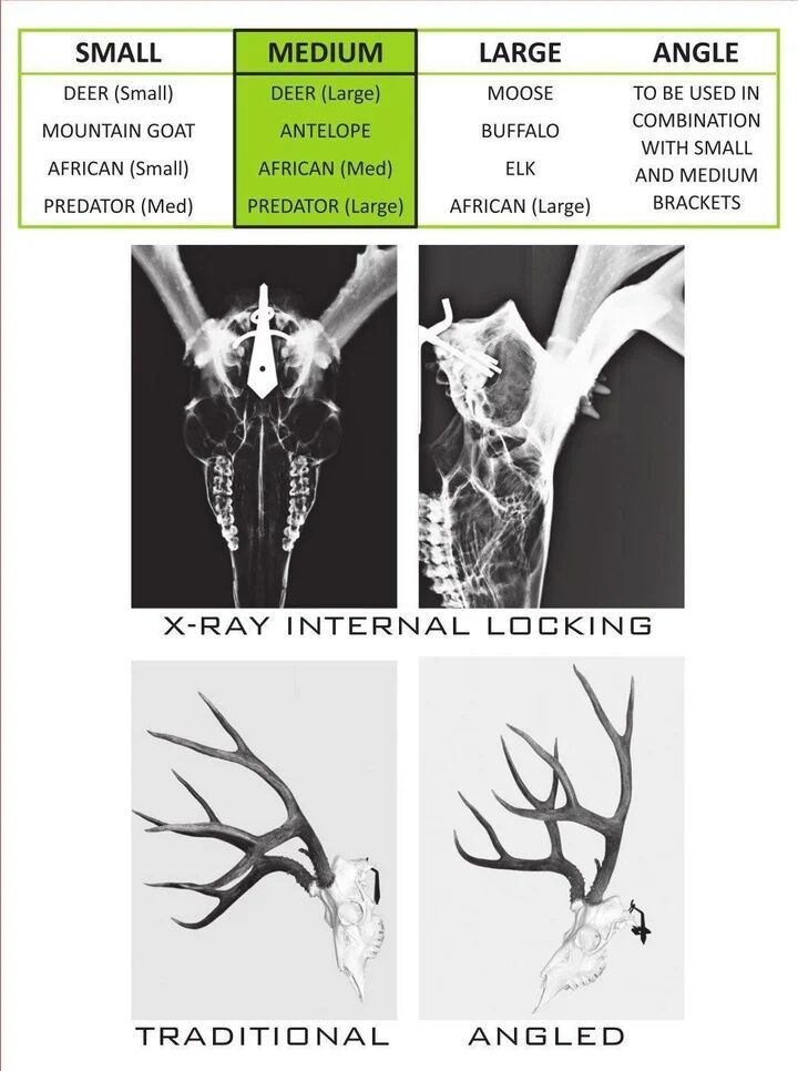 Dead On Display Medium European Hanger Mount