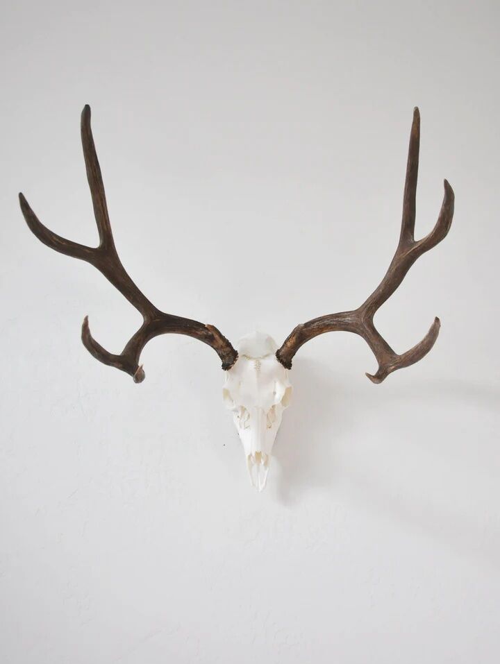 Dead On Display Medium European Hanger Mount