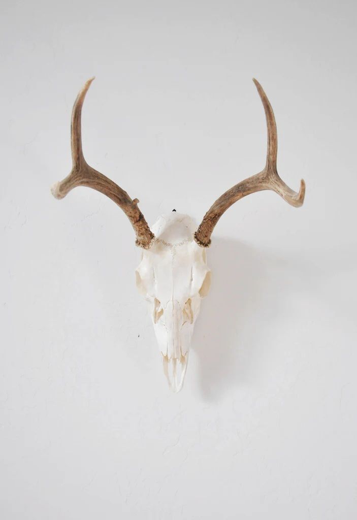 Dead on Display Small European Mount Hanger Skull Bracket