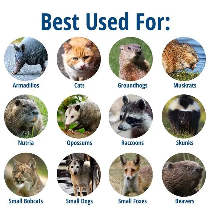 Havahart Large 1-Door Animal Trap, 32 In X 10 In X 12 In