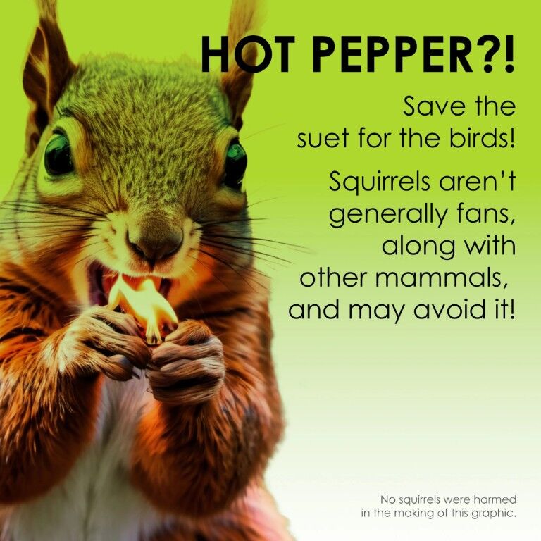 Heath Hot Pepper Squirrel-Resistant Suet Cake, 11.25-Oz