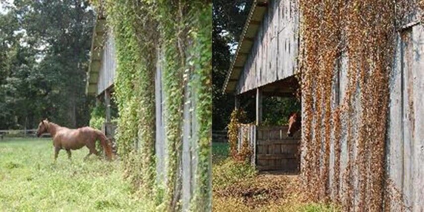 RM43 Total Vegetation Control Weed Killer, 1-Gal