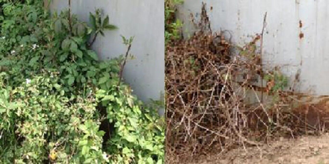 RM43 Total Vegetation Control Weed Killer, 1-Gal