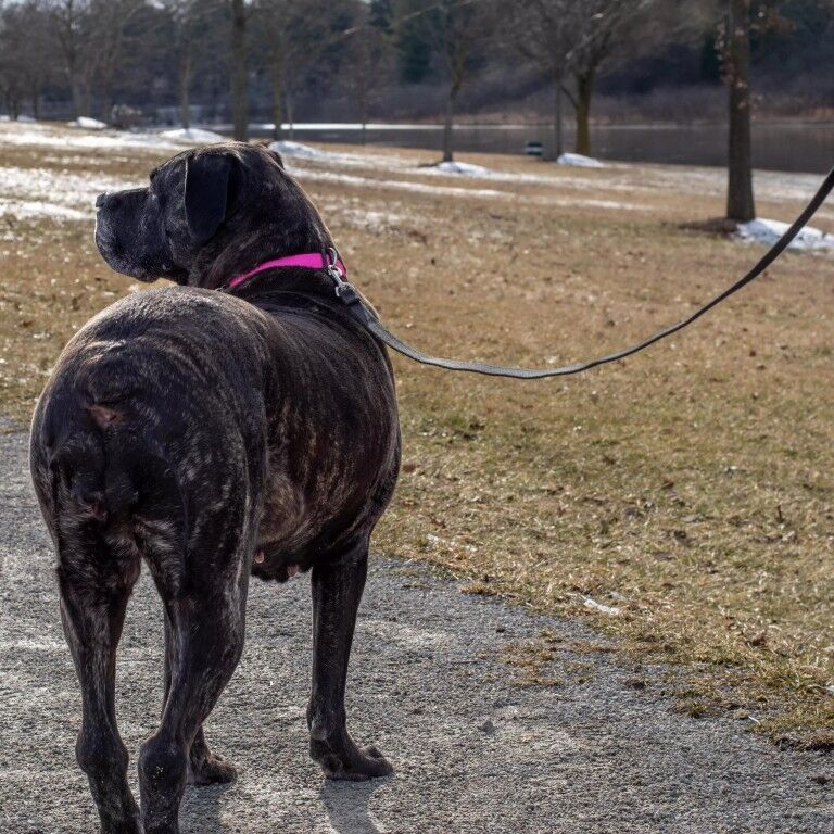 Costal Pet Products Train Right! Black Cotton Web Dog Training Leash, 20-Ft