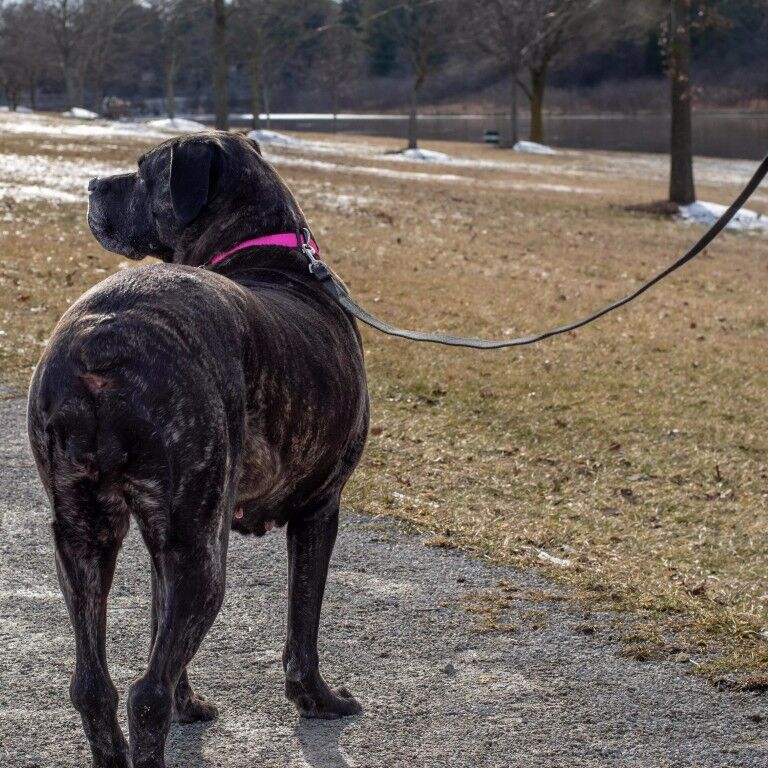 Coastal Pet Products Train Right Black Leash, 30-Ft