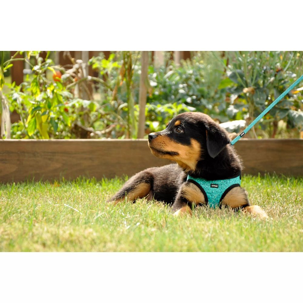 Li'l Pals Small Teal & Grey Diamonds Canvas Dog Harness