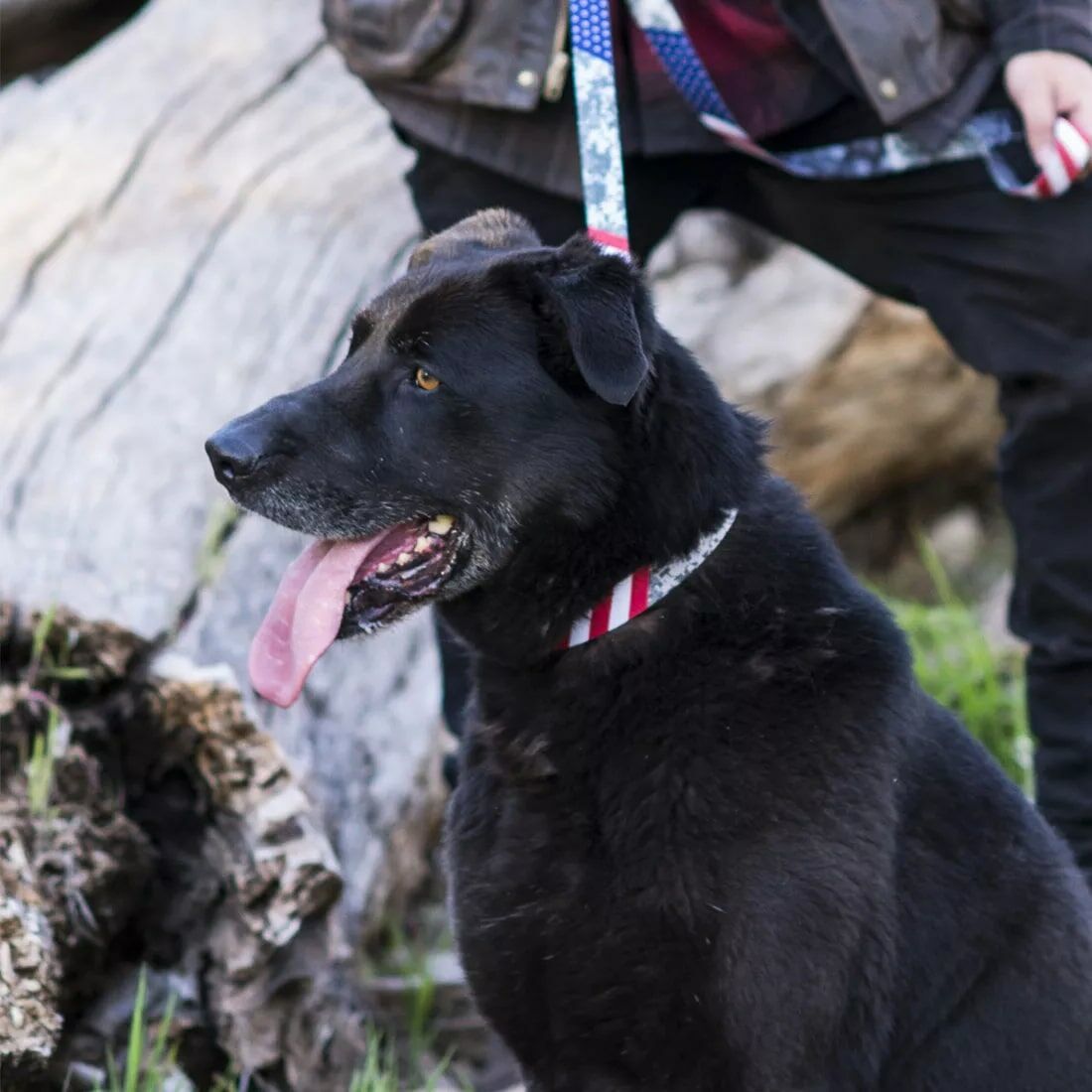 Coastal Pet Wolfgan DigitalDog Adjustable Dog Collar, 1-In x 12-In - 18-In, Medium