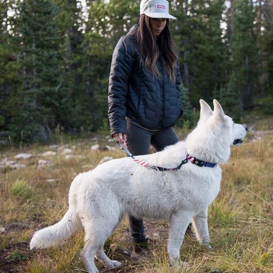 Wolfgang DigitalDog Dog Leash, 1-In x 6-Ft