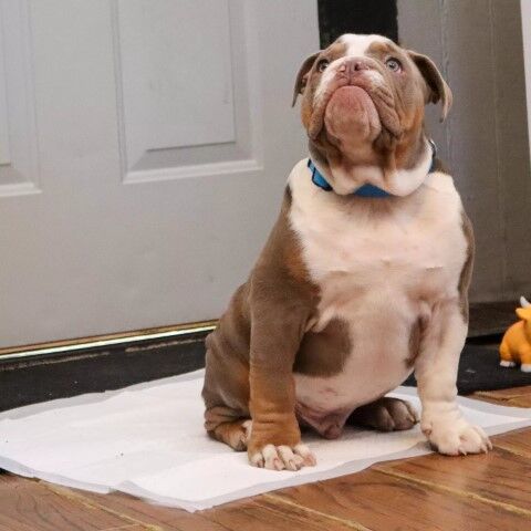 Advance Dog Training Pad With Turbo Dry Technology, 30-Pk