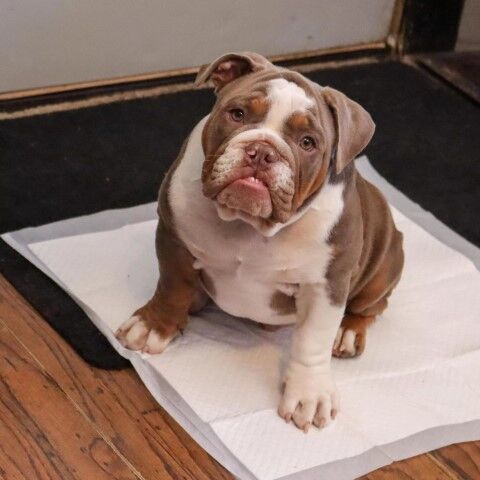 Advance Training Pads With Turbo Dry Technology Puppies & Dogs, 50-Ct