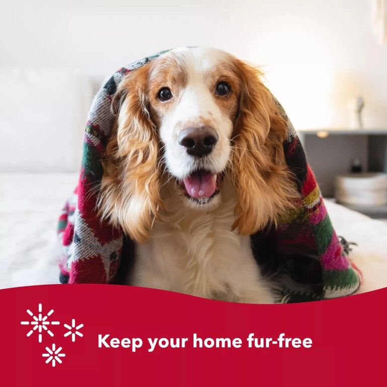 Safari Dog Soft Slicker Brush, 6.5 X 2.5-In