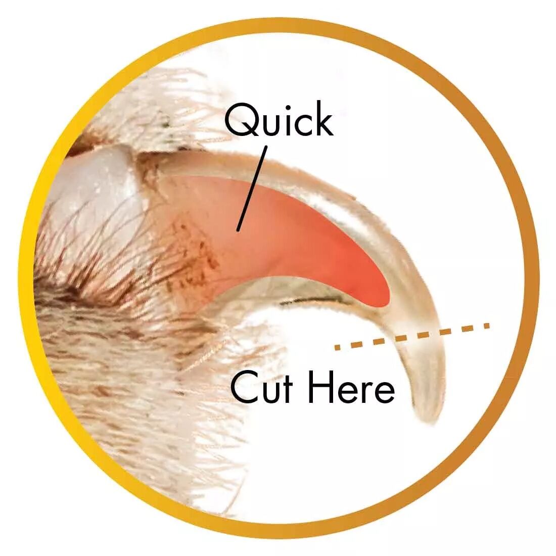 Safari Guillotine Dog Nail Trimmer, 5-In