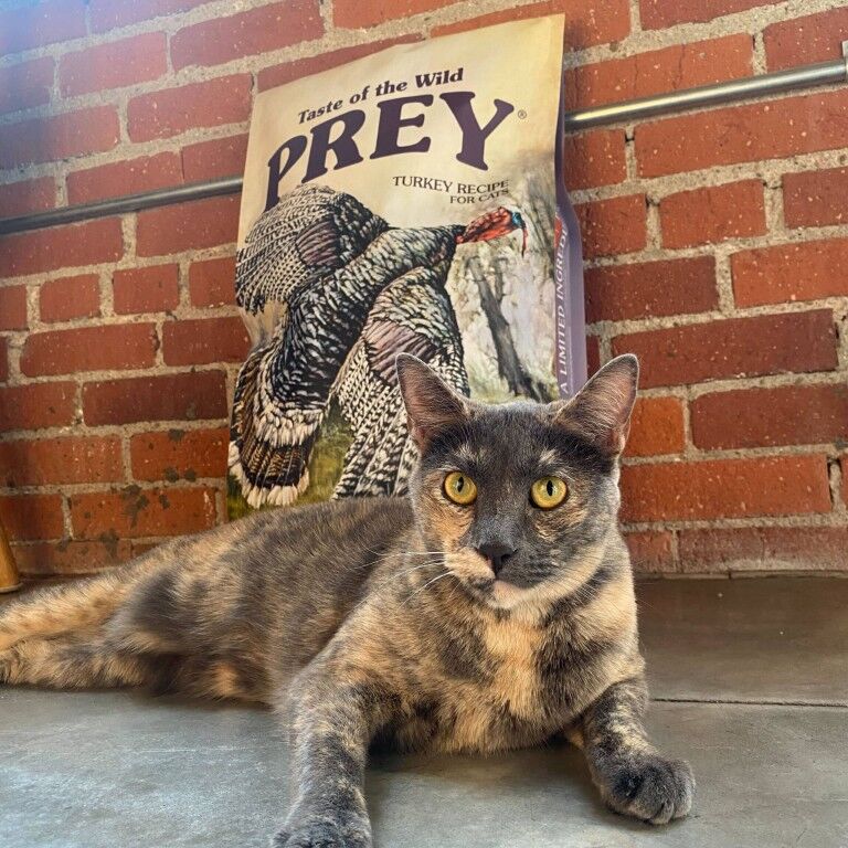 Taste Of The Wild Prey Limited Ingredient Turkey Recipe Dry Cat Food, 6-Lb