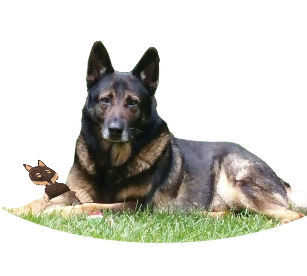 SPOT Dura-Fuse Leather with Rope Ring Assortment, 11-In