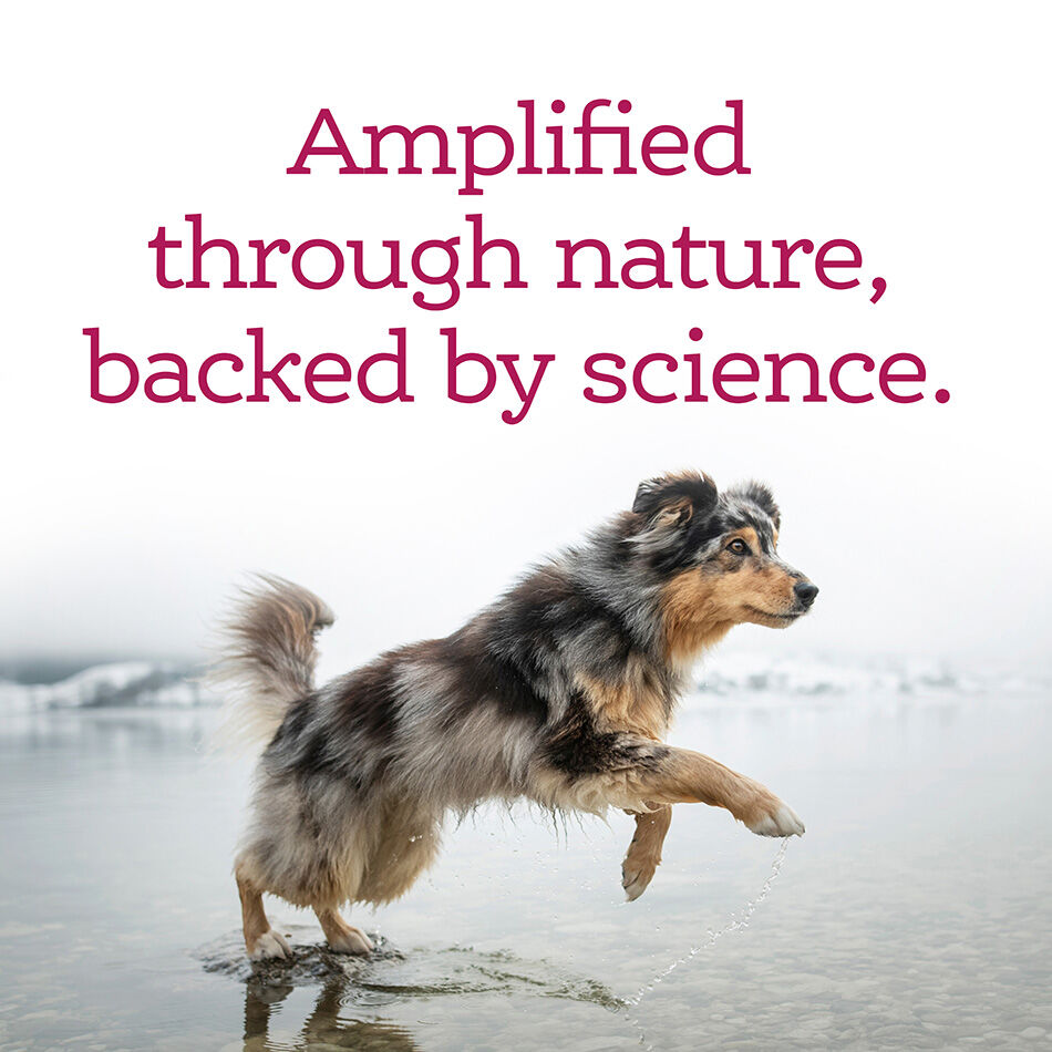 NutriSource Amplifull Soft Chew Skin & Coat Adult Dog Supplement, 70-Ct