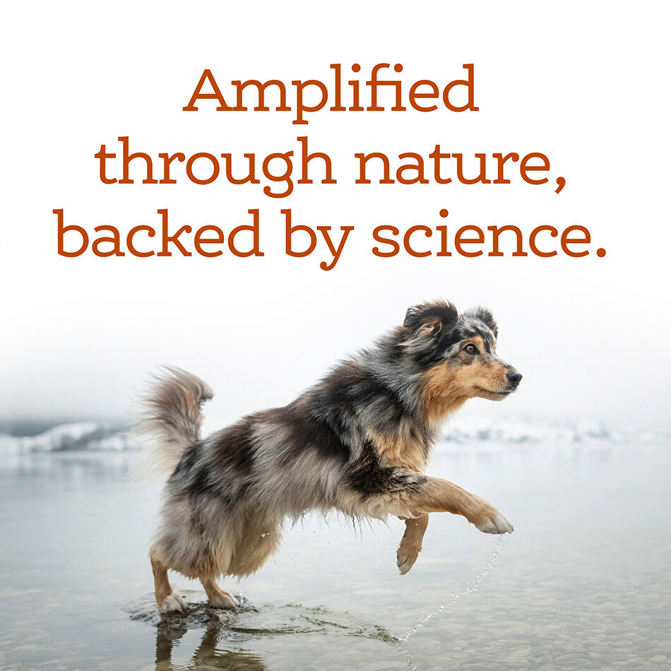 NutriSource AmpliFull Dog Multivitamin Supplement Soft Chews, 70-Ct