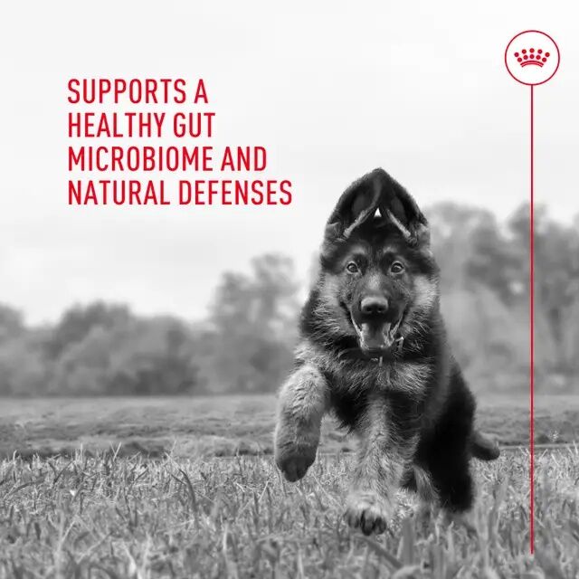 Royal Canin Probiotics For Dogs Digestive And Immune Health Powder Supplement