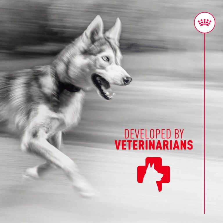 Royal Canin Joint Supplement Soft Chews For Adult Dogs, 60-Ct