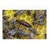 Carniolan Honey Bees with Queen, 3-Lb
