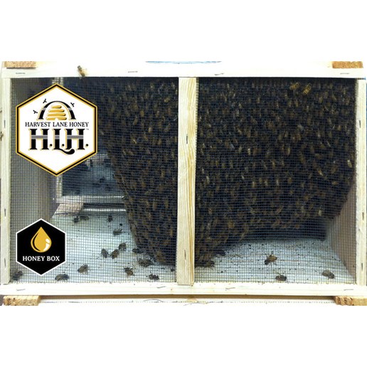 Italian Honey Bees with Queen, 3-Lb