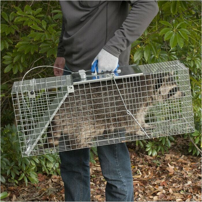 Havahart Easy Set Large 1-Door Animal Trap, 32-In X 10-In X 12-In