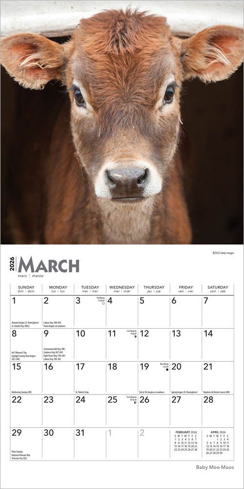 Brown Trout Publisher 2026 Baby Moo Moos Monthly Mini Wall Calendar, 7-In x 14-In