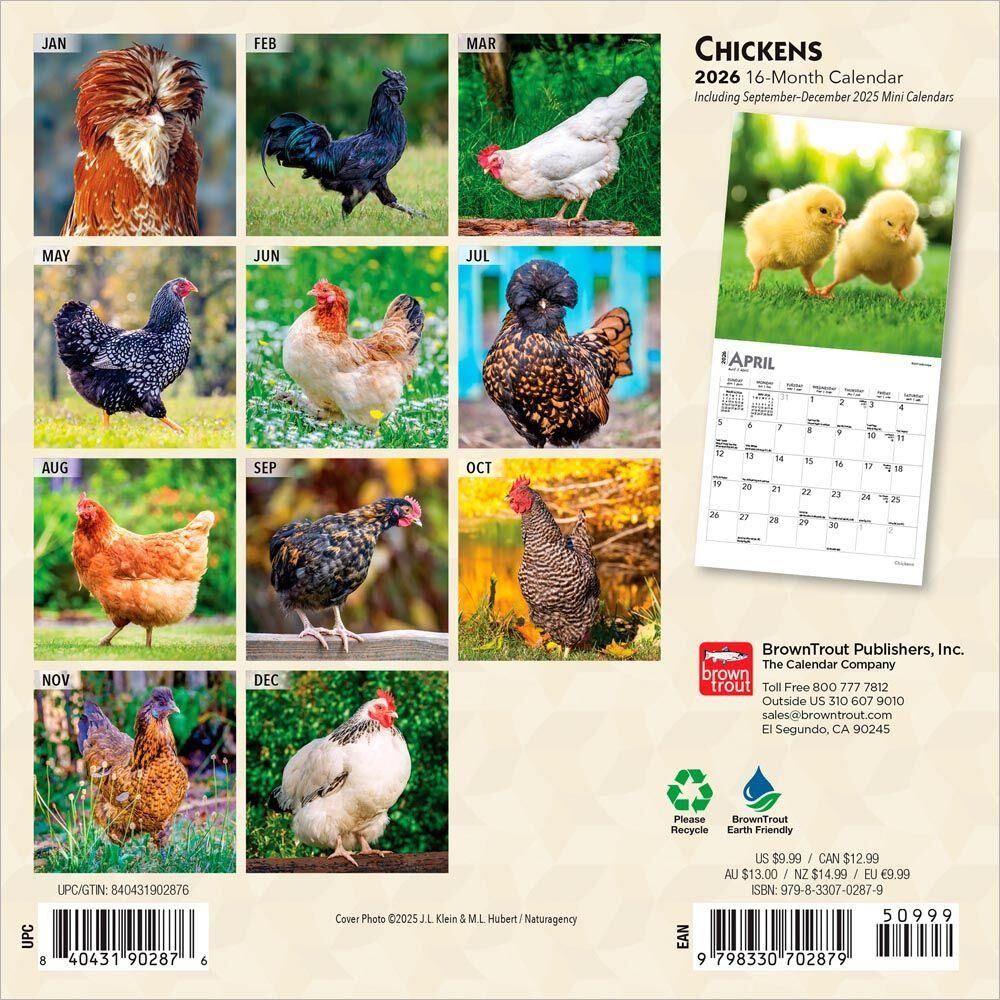 Brown Trout Publisher 2026 Chickens Monthly Mini Wall Calendar, 7-In x 14-In