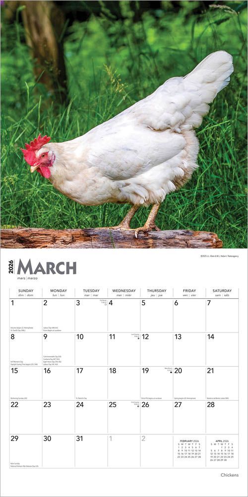 Brown Trout Publisher 2026 Chickens Monthly Square Wall Calendar, 12-In x 24-In