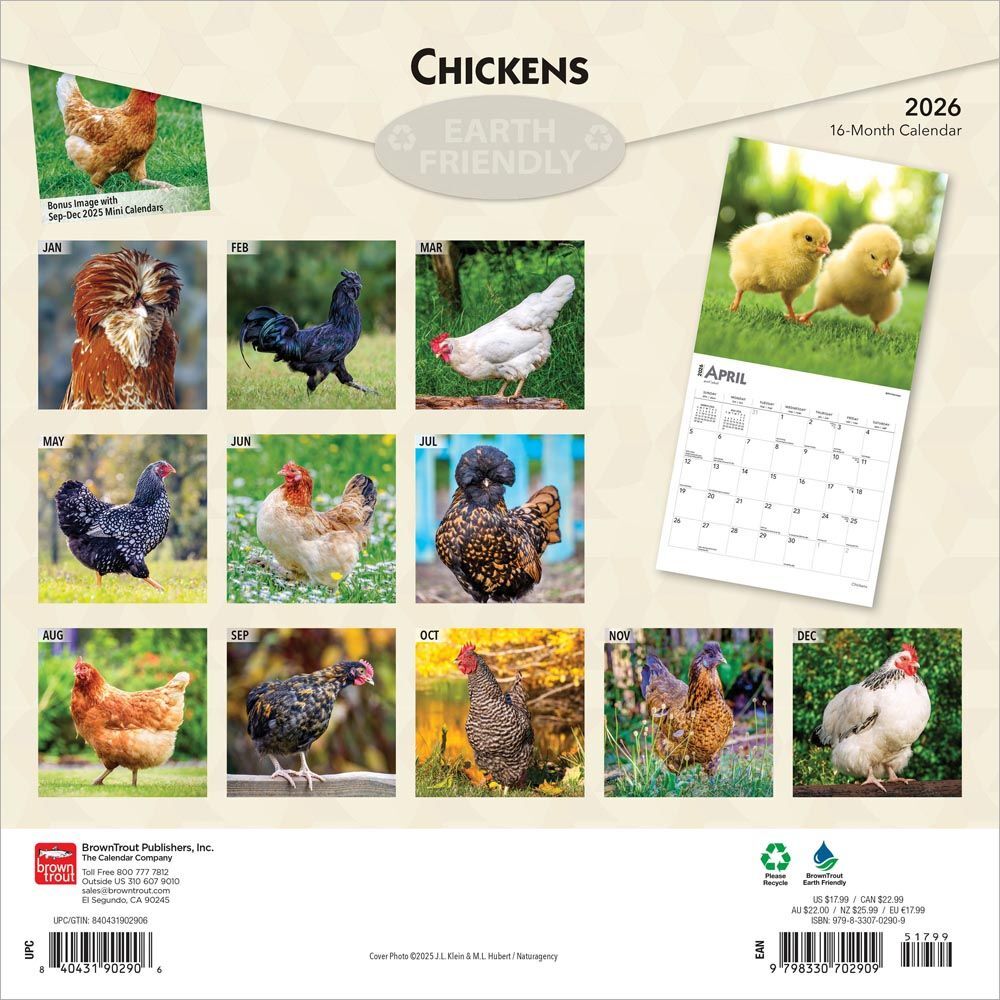 Brown Trout Publisher 2026 Chickens Monthly Square Wall Calendar, 12-In x 24-In