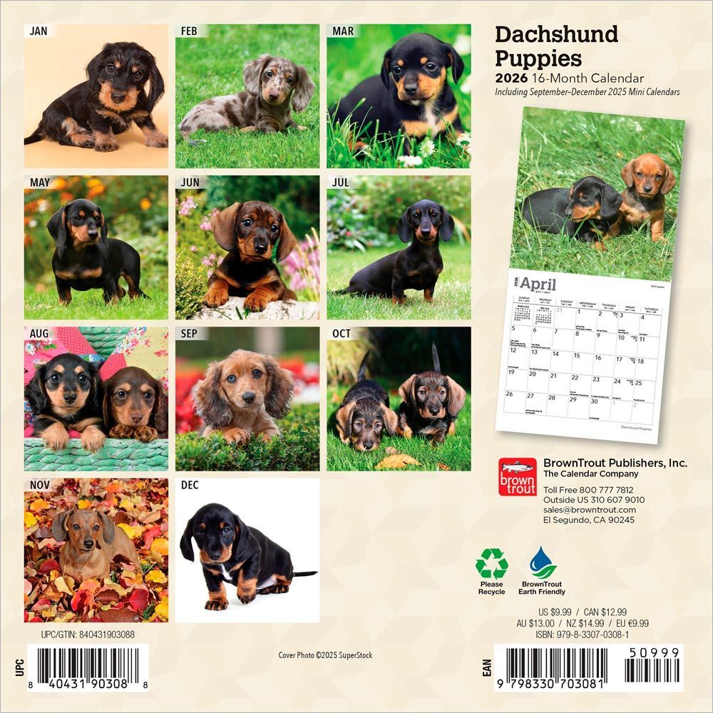 Brown Trout Publisher 2026 Dachshund Puppies Monthly Mini Wall Calendar, 7-In x 14-In