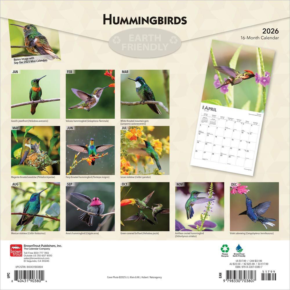 Brown Trout Publisher 2026 Hummingbirds Monthly Square Wall Calendar, 12-In x 24-In