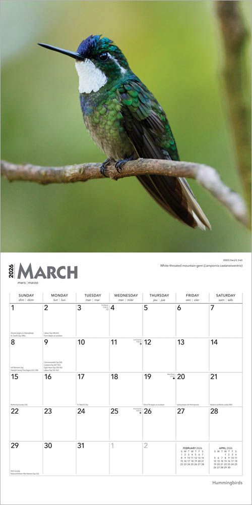 Brown Trout Publisher 2026 Hummingbirds Monthly Square Wall Calendar, 12-In x 24-In