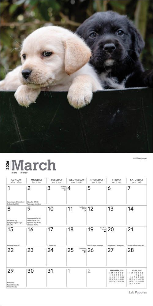 Brown Trout Publisher 2026 Lab Puppies Monthly Mini Wall Calendar, 7-In x 14-In
