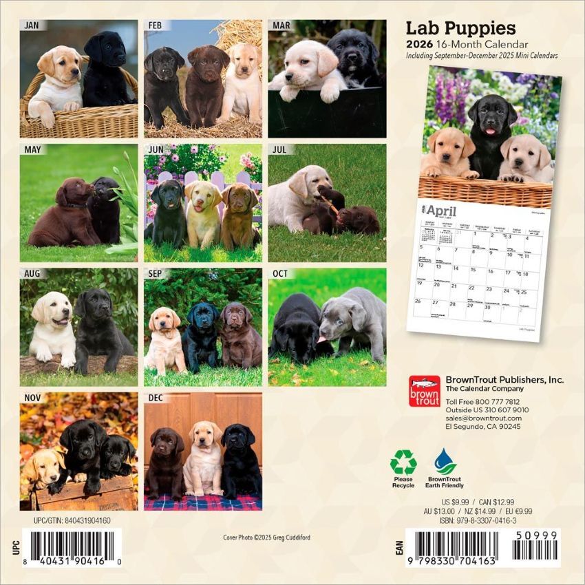 Brown Trout Publisher 2026 Lab Puppies Monthly Mini Wall Calendar, 7-In x 14-In