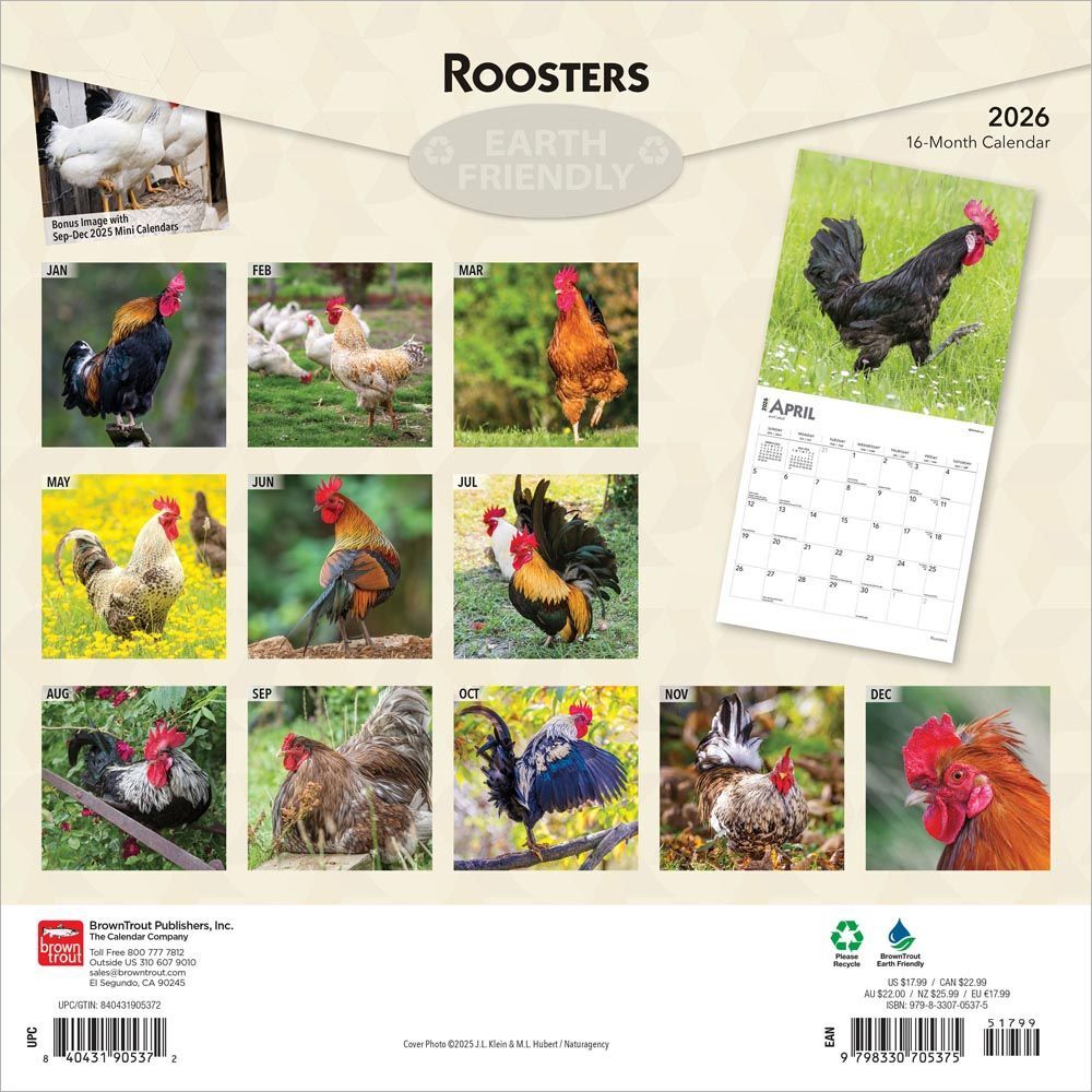 Brown Trout Publisher 2026 Rooster Monthly Square Wall Calendar, 12-In x 24-In