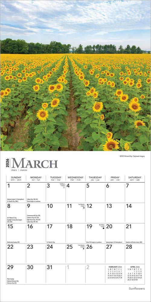 Brown Trout Publisher 2026 Sunflowers Monthly Mini Wall Calendar, 7-In x 14-In