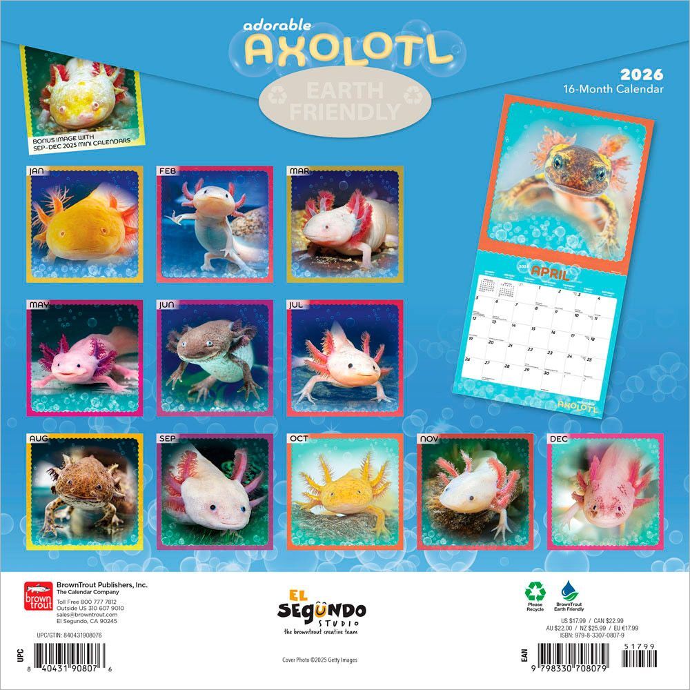 Brown Trout Publisher 2026 Adorable Axolotl Monthly Square Wall Calendar, 12-In x 24-In