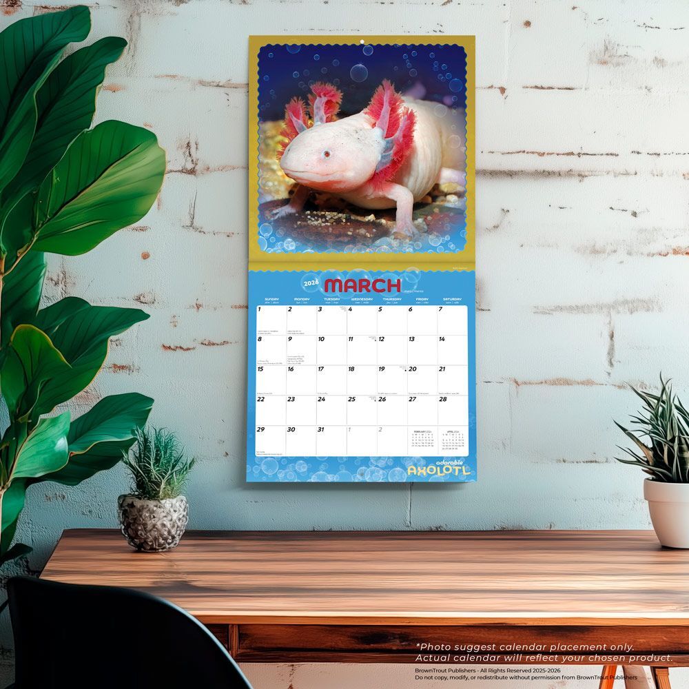 Brown Trout Publisher 2026 Adorable Axolotl Monthly Square Wall Calendar, 12-In x 24-In