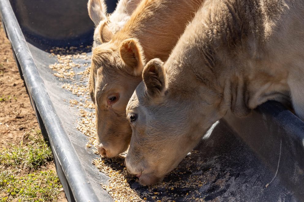 Behlen Country Gray EverTough Poly Bunk Feeder, 10-Ft