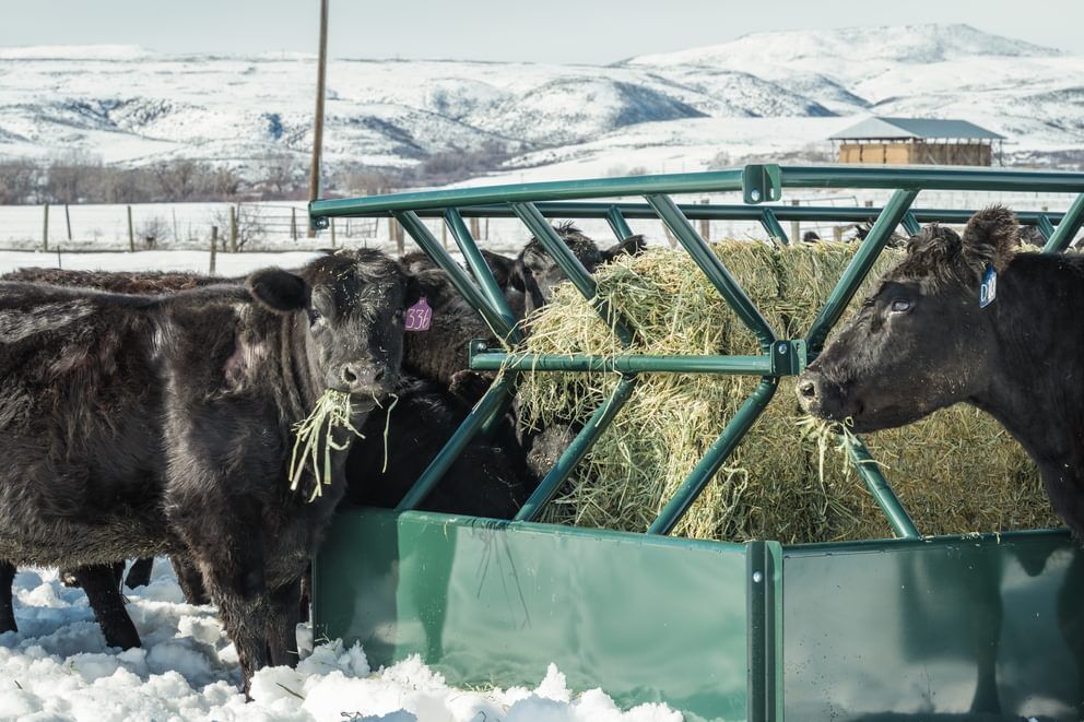 Behlen Country Green V-Smart Feeder, 6-Ft x 10-Ft