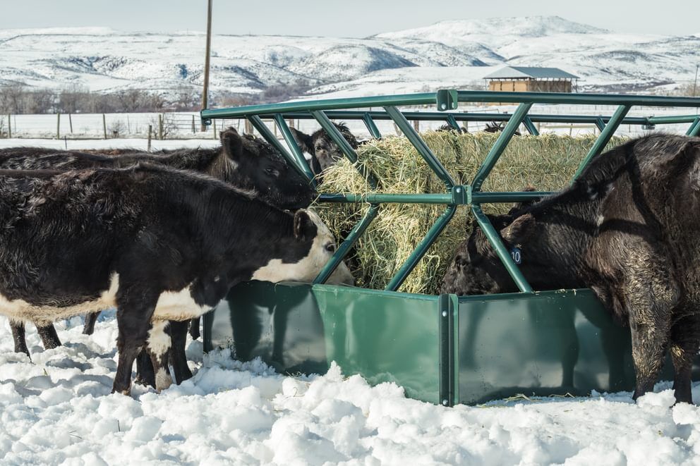 Behlen Country Green V-Smart Feeder, 6-Ft x 10-Ft