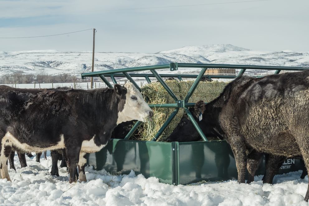 Behlen Country Green V-Smart Feeder, 6-Ft x 10-Ft