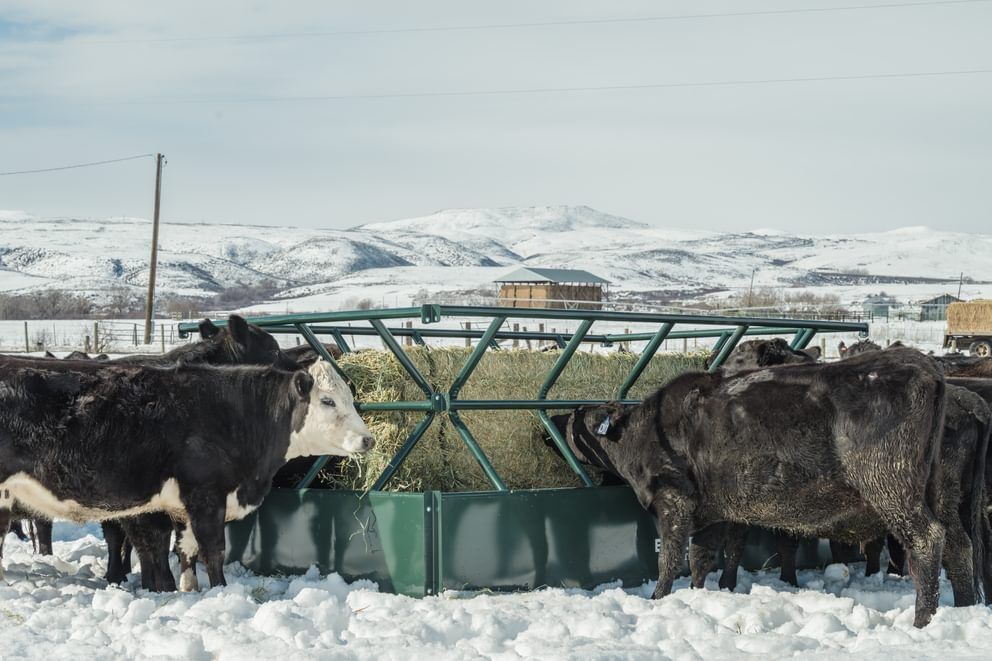 Behlen Country Green V-Smart Feeder, 6-Ft x 10-Ft