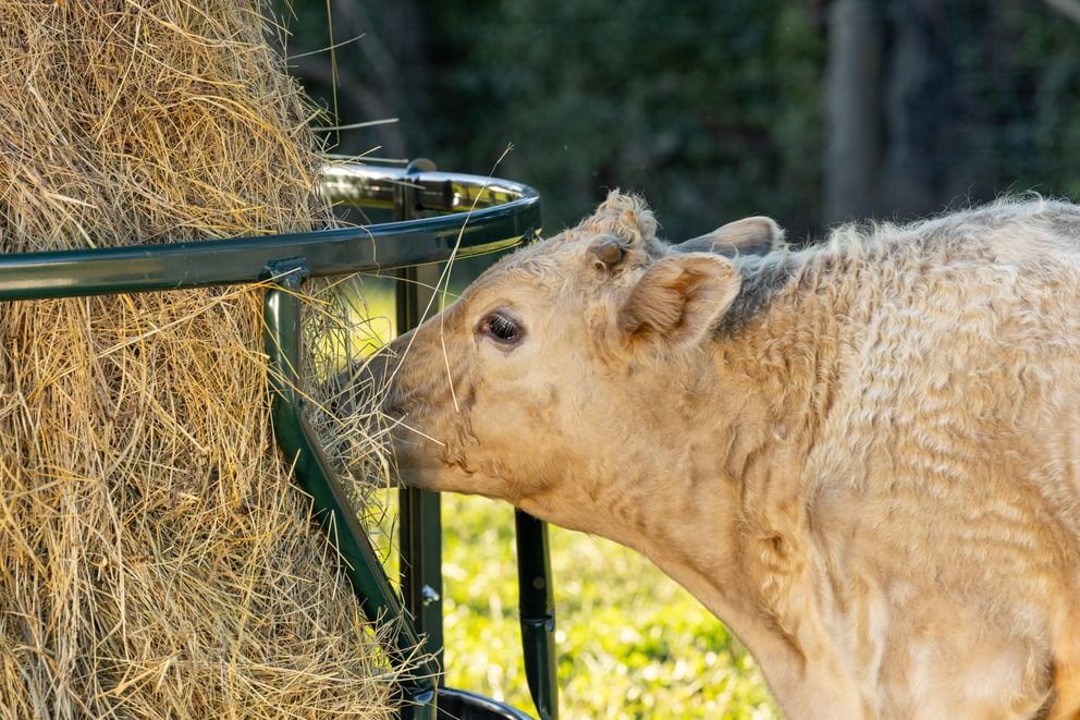 Behlen Country Green Hay Guard Round Bale Feeder, 8-Ft