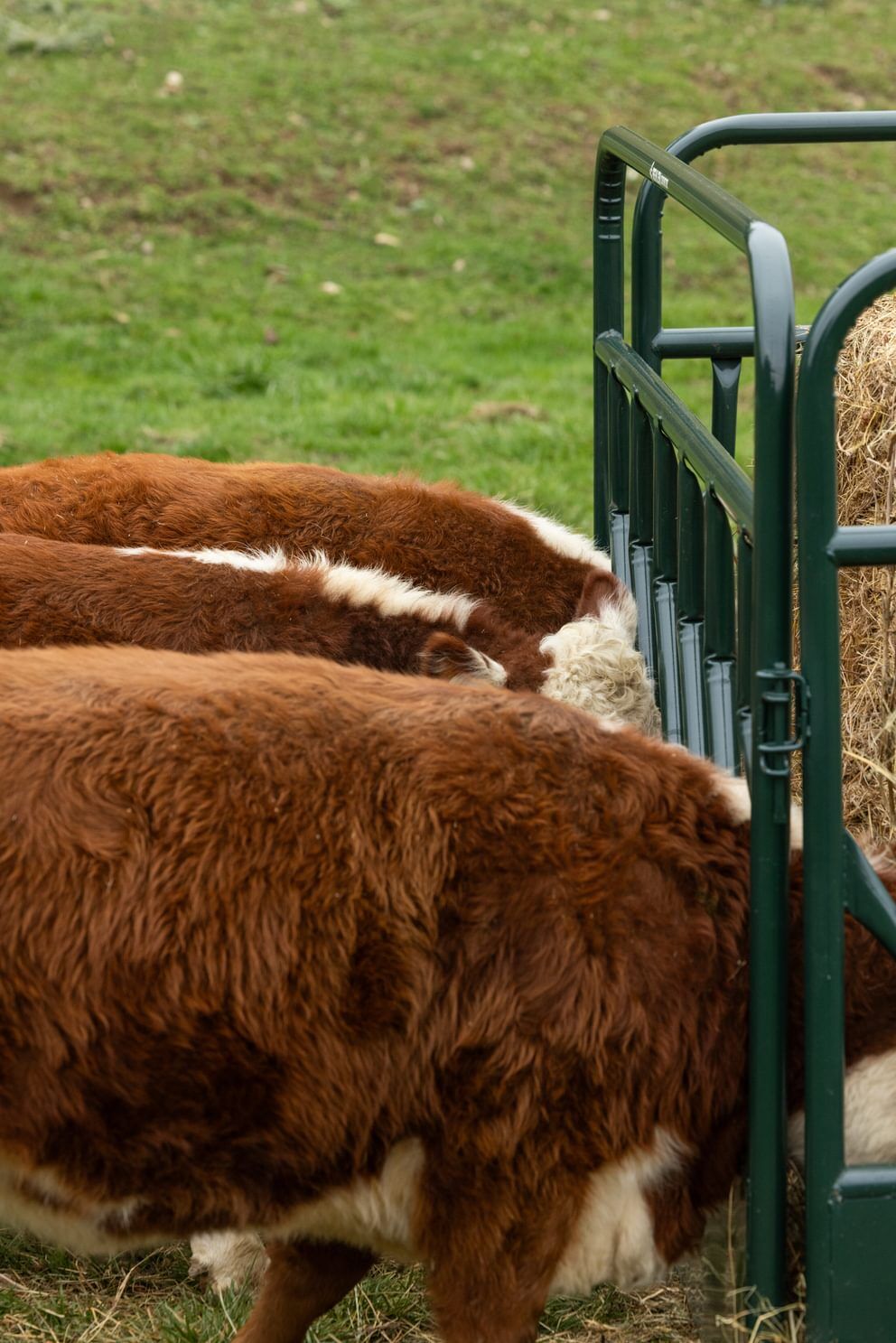 Behlen Country Green RangeMax Feeder Panel, 10-Ft x 66-In