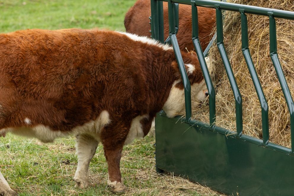 Behlen Country Green RangeMax Feeder Panel, 12-Ft x 66-In