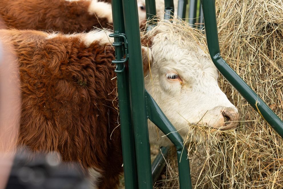 Behlen Country Green RangeMax Feeder Panel, 12-Ft x 66-In